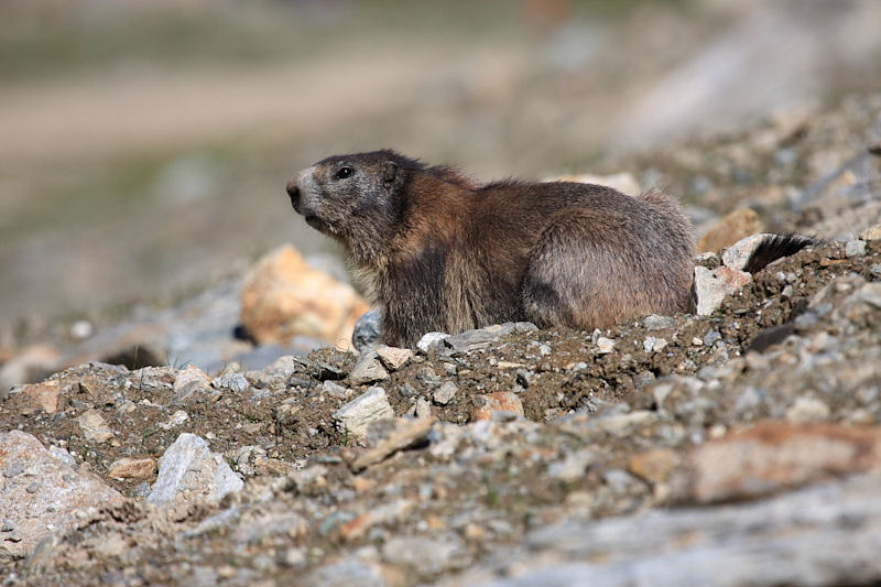 Marmotte svizzere - Spielboden